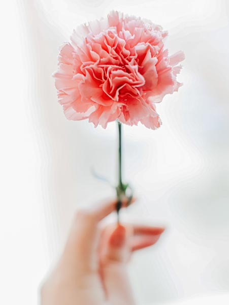 hand holding carnation for mastectomy massage